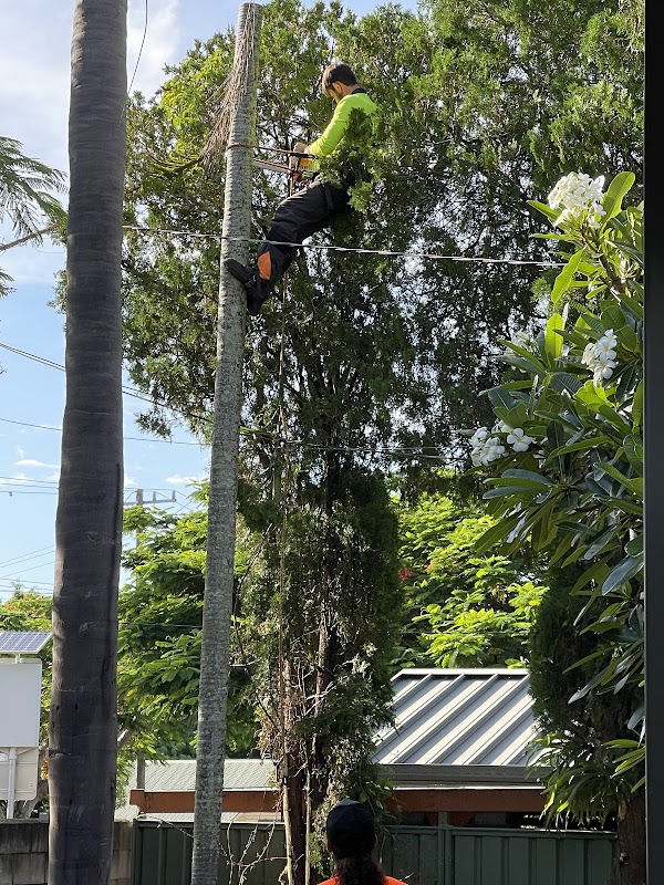 Neil's Tree Experts - Tree Lopper Redlands project 4