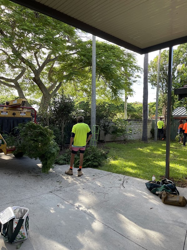 Neil's Tree Experts - Tree Lopper Redlands project 5