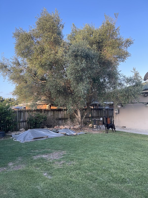 Neil's Tree Experts - Tree Lopper Redlands project 6