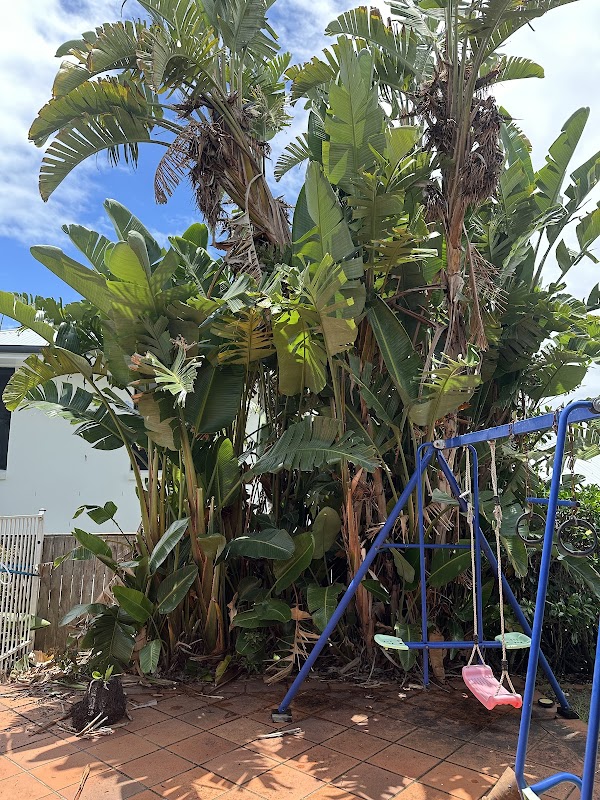 Neil's Tree Experts - Tree Lopper Redlands project 8