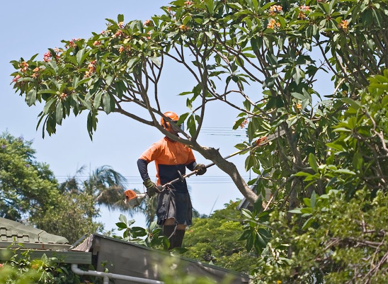 Northern Beaches Gardeners work 2