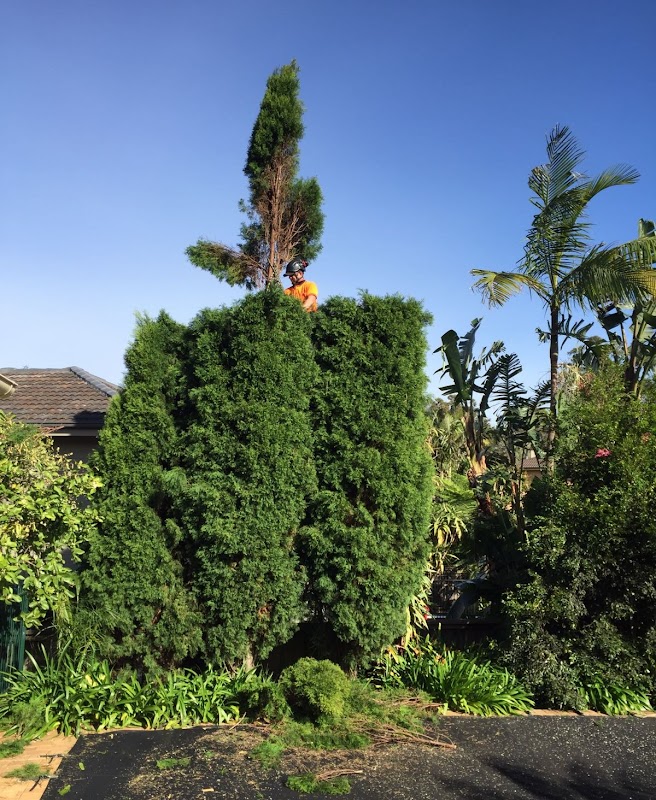 Northern Beaches Gardeners project 5