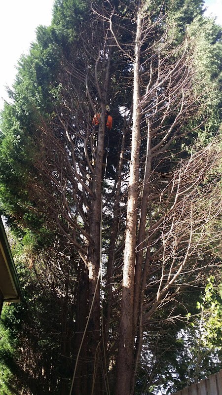 Northern Beaches Gardeners project 7