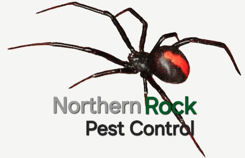 Northern Rock Pest Control work 1