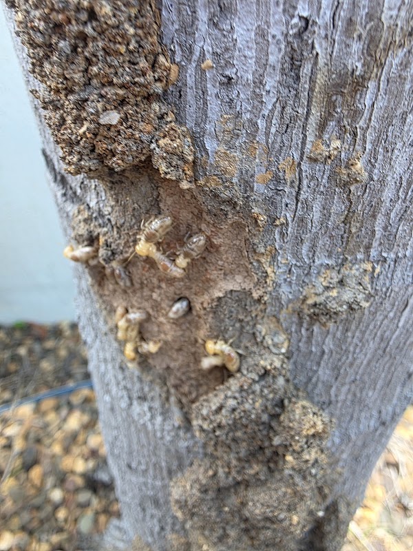 Northern Rock Pest Control project 6