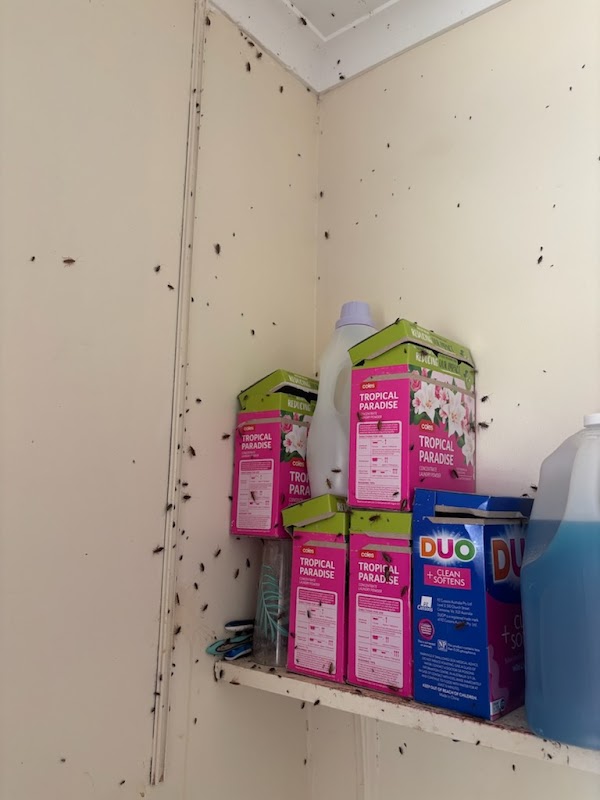 Northern Rock Pest Control project 9