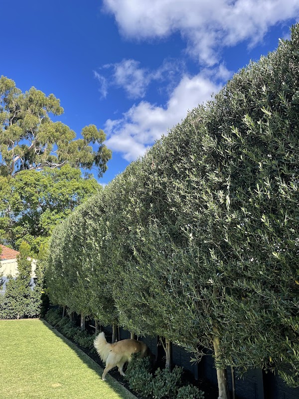 Nurture Garden Maintenance project 10