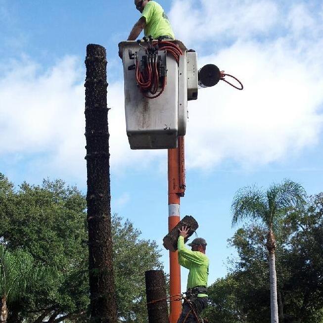 O'Briens Tree Services Canberra work 3