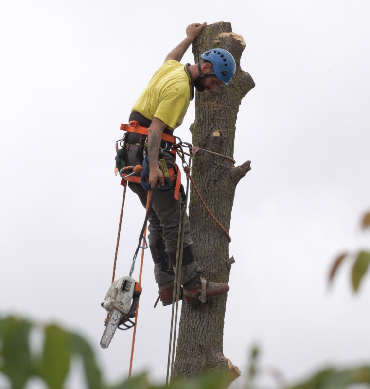 O'Briens Tree Services Canberra work 4