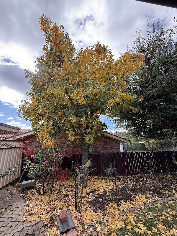 O'Briens Tree Services Canberra project 5