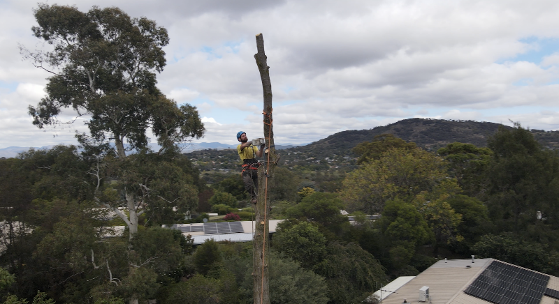 O'Briens Tree Services Canberra project 6