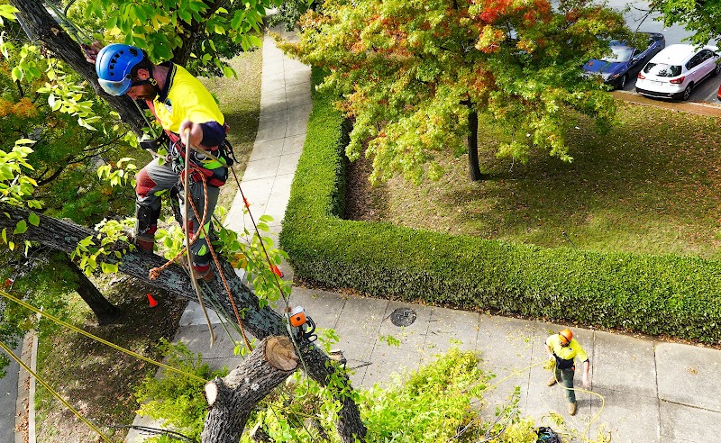 O'Briens Tree Services Canberra project 7