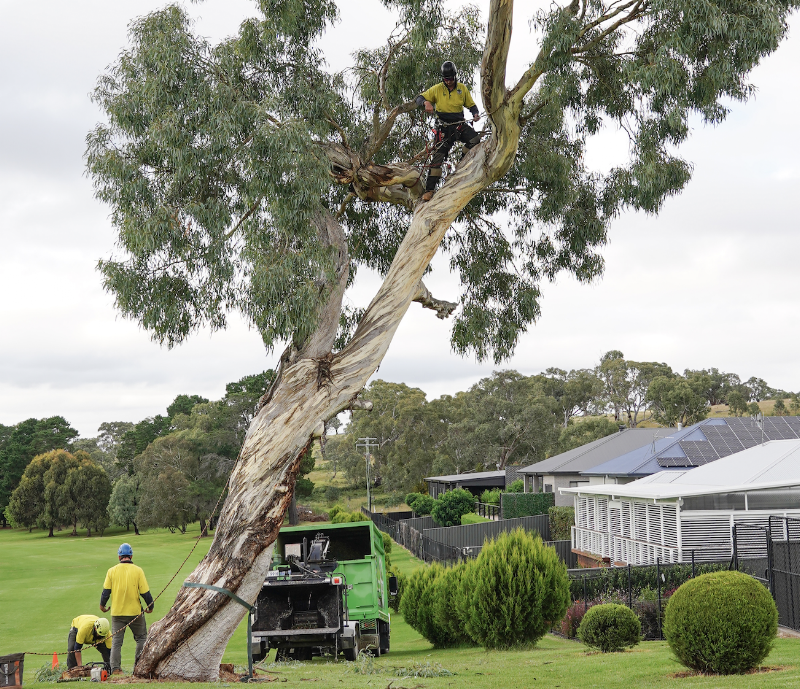 O'Briens Tree Services Canberra project 8
