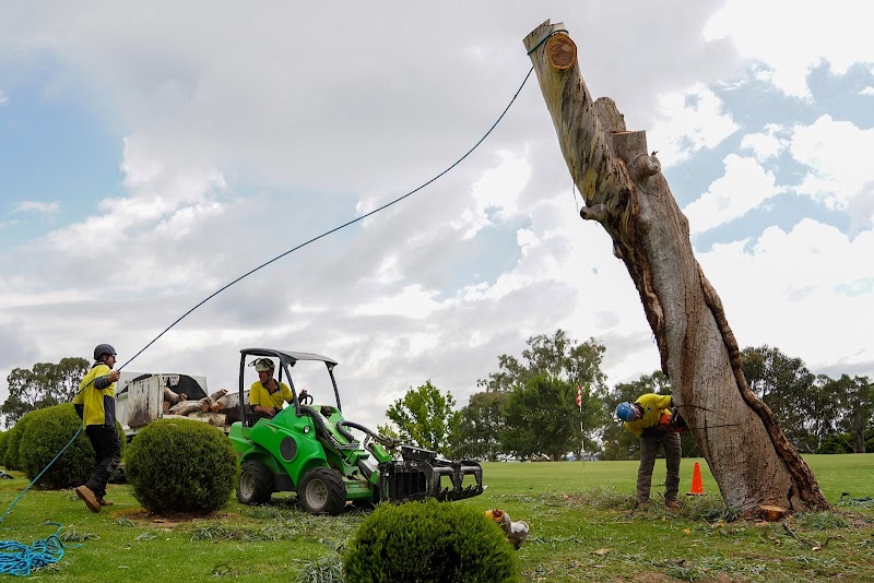 O'Briens Tree Services Canberra project 9