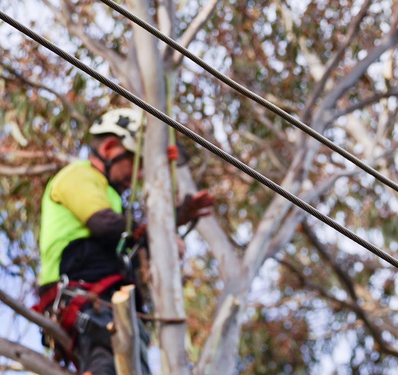 O'Briens Tree Services Canberra project 10