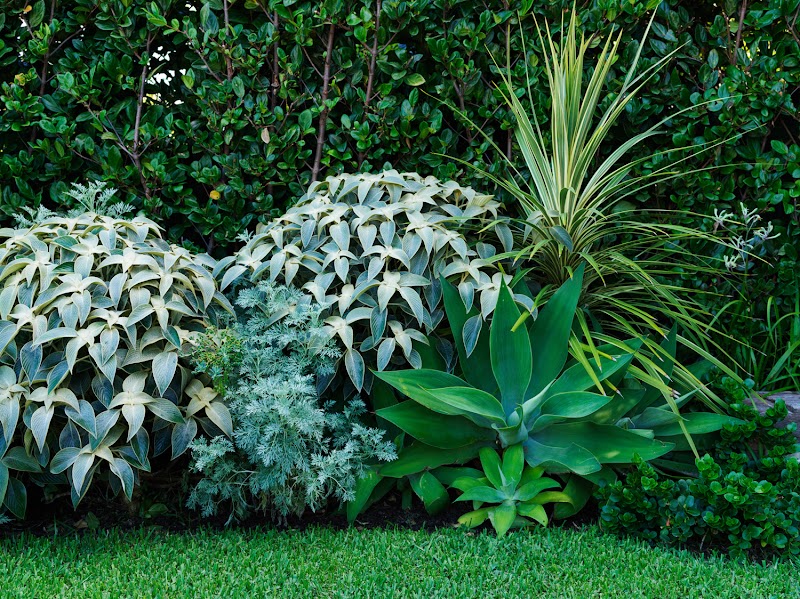 Pepo Botanic Design project 10