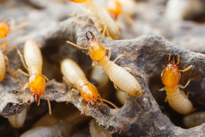 Perfect Pest Control work 2
