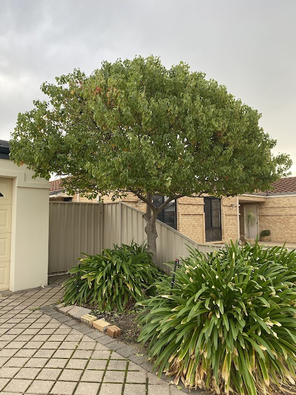 Perth Gardening Experts project 6