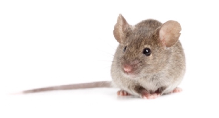Pest Control Melbourne Ex Pest And Termite Control work 3
