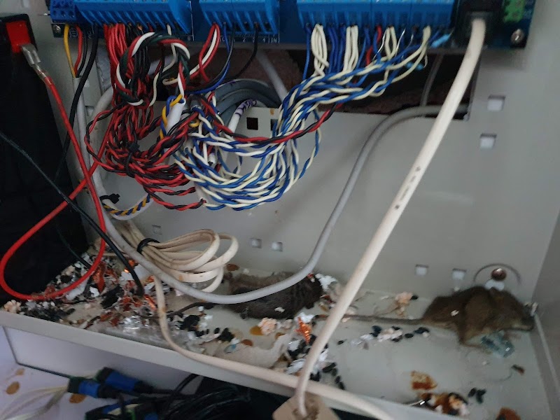 Pest Control Melbourne Ex Pest And Termite Control work 4