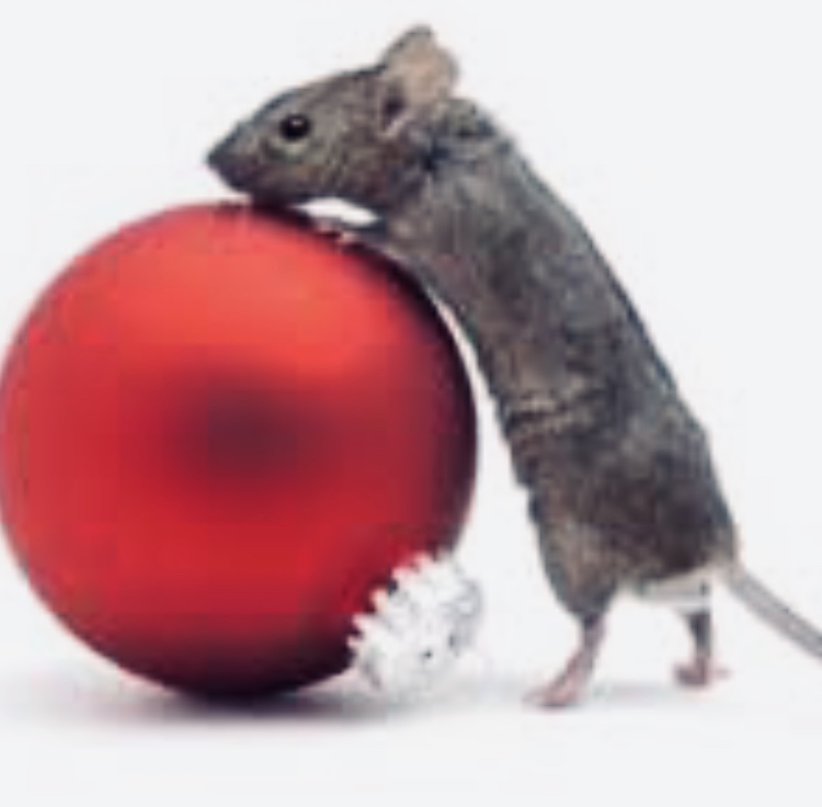 Pest Control Melbourne Ex Pest And Termite Control project 5