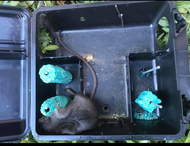 Pest Control Melbourne Ex Pest And Termite Control project 6