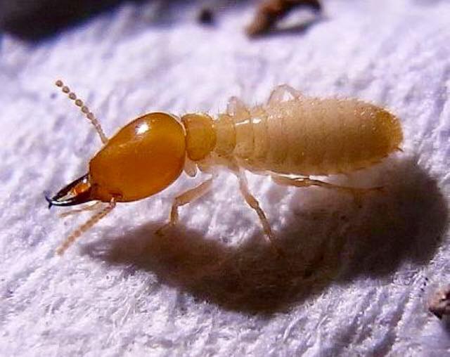 Pest Control Melbourne Ex Pest And Termite Control project 7