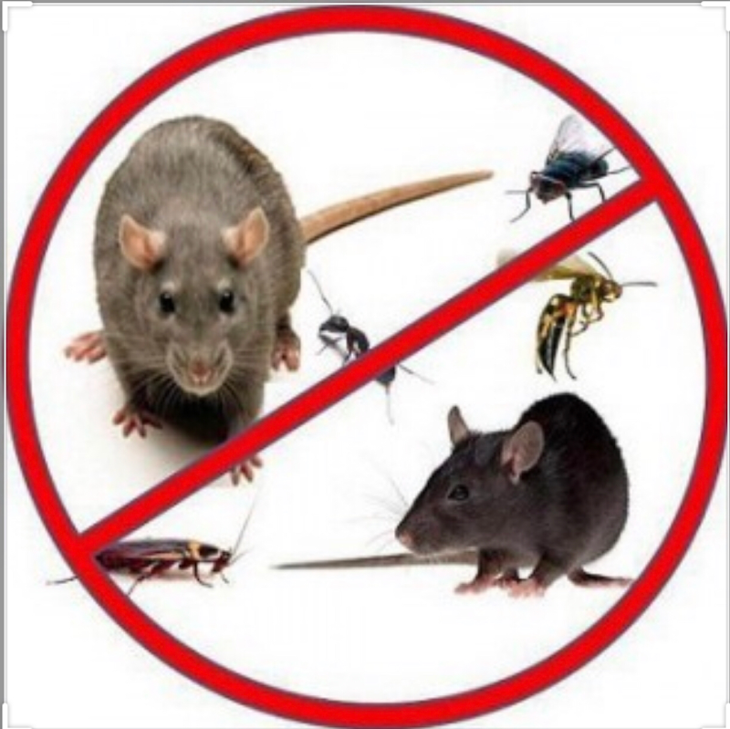Pest Control Melbourne Ex Pest And Termite Control project 9