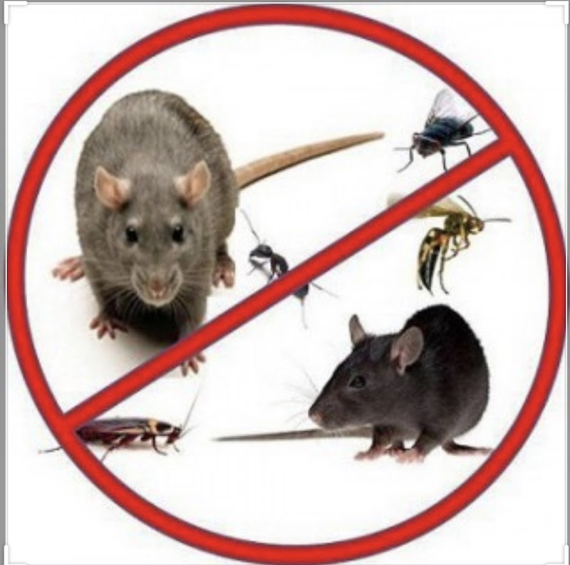 Pest Control Melbourne Ex Pest And Termite Control project 10