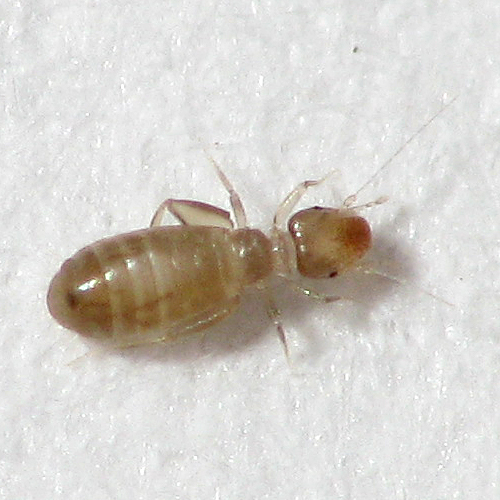 Pest Nett work 2