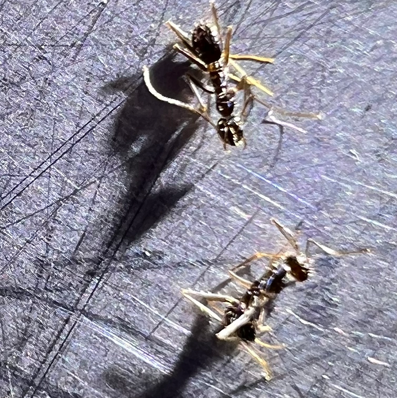 Pest Nett work 3