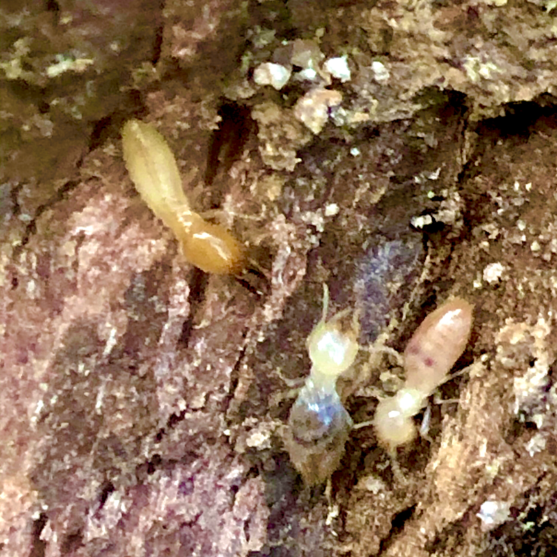 Pest Nett work 4