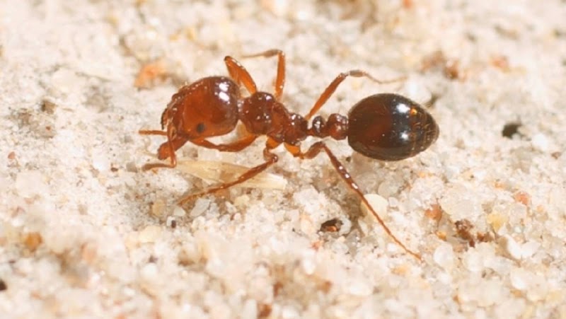 Pest Nett project 9