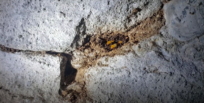 Pest Proofing Solutions project 5