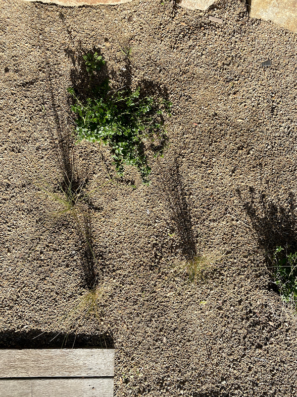Poa Landscape Design project 8