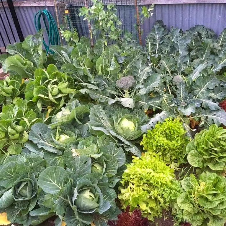 Prime Gardens | Landscaping & Gardening Services Eastern and Surrounding Suburbs Melbourne project 6