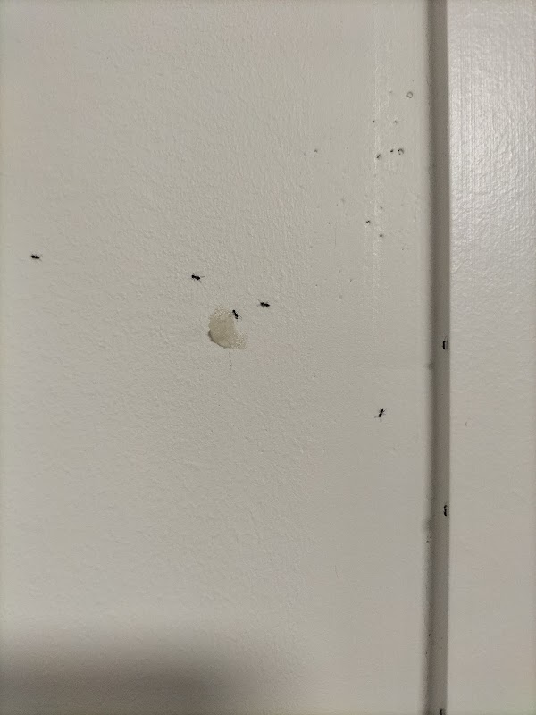 Rapidkil Pest Control project 10