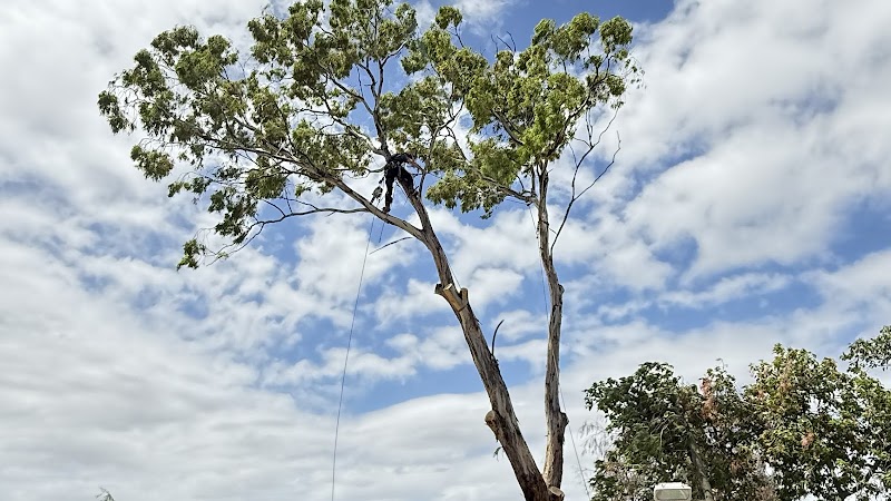 Real Tree Solutions work 1