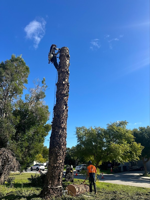 Real Tree Solutions work 2