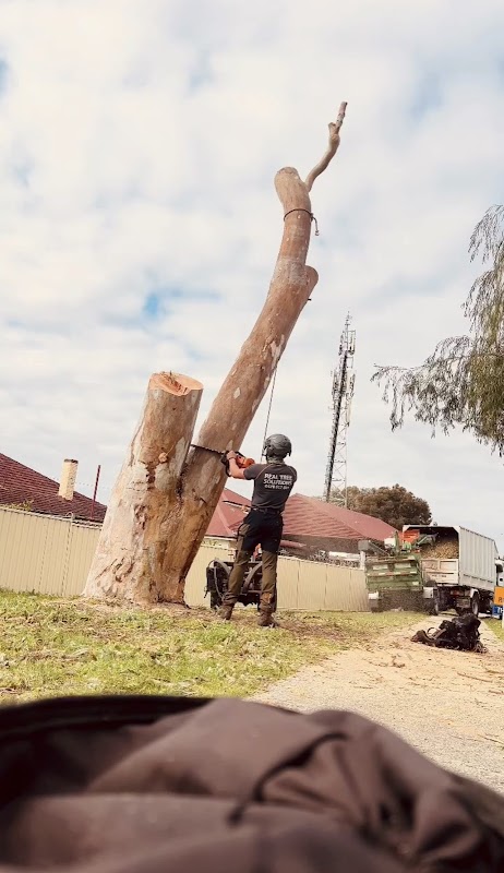 Real Tree Solutions project 8