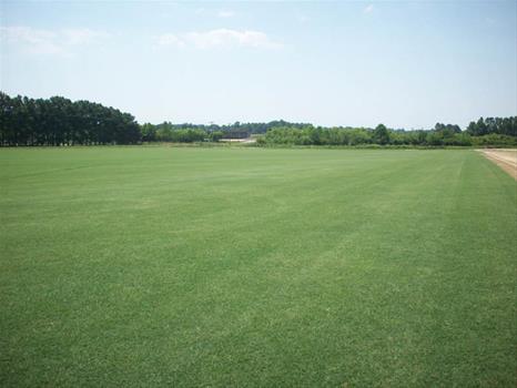 reghon mowing project 5