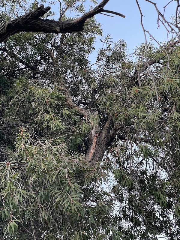Seaview Tree Service work 2