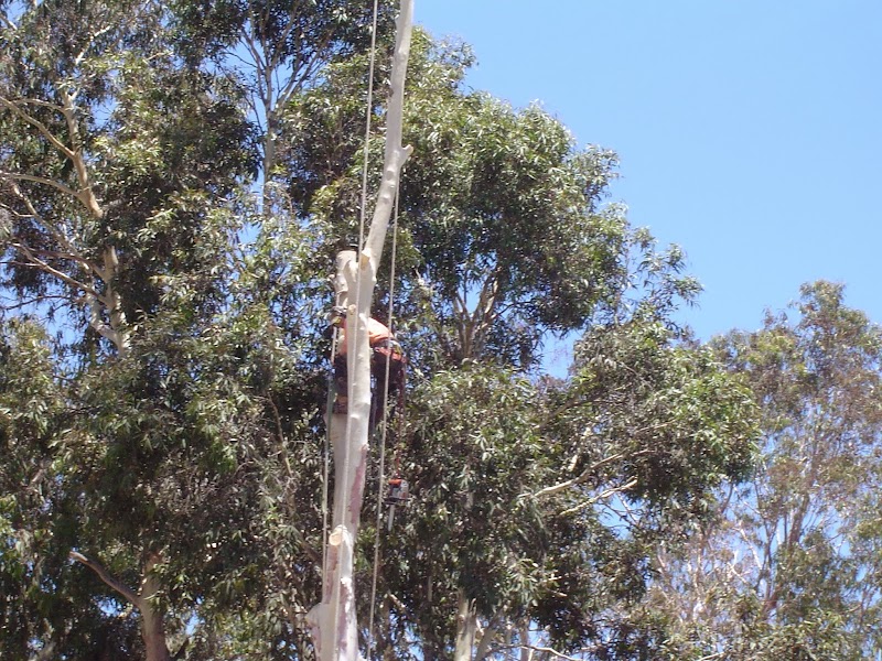Seaview Tree Service work 3