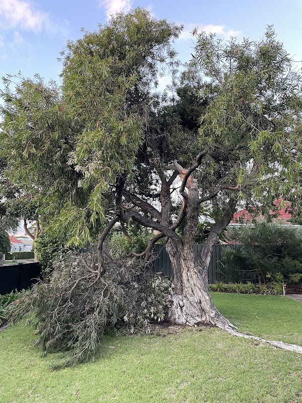 Seaview Tree Service project 5