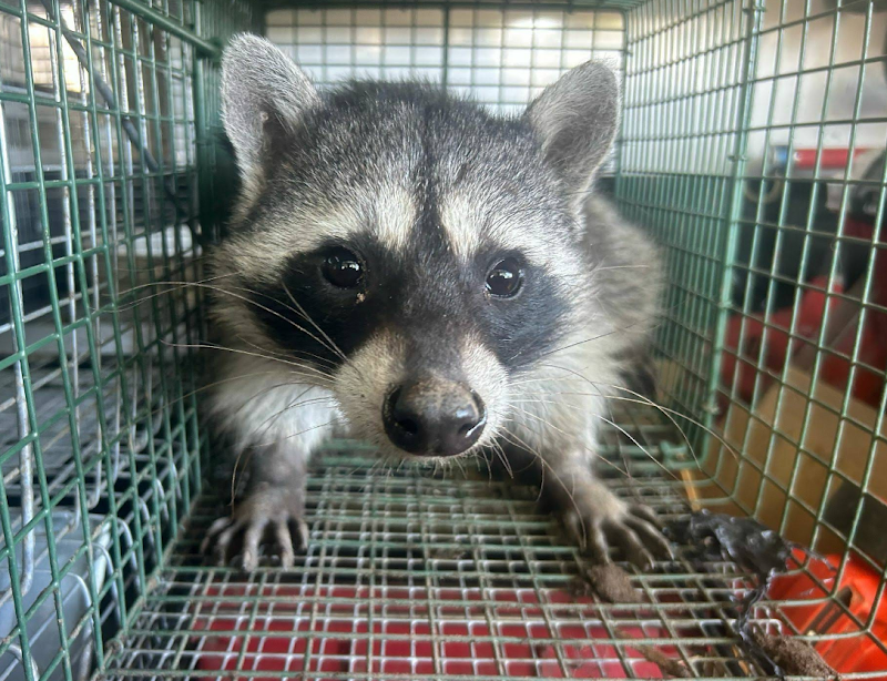 Star Pest And Possum Control work 1