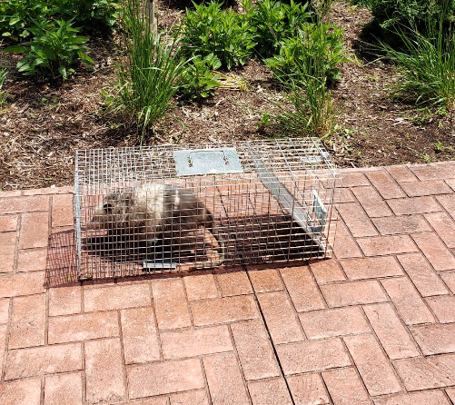 Star Pest And Possum Control work 2