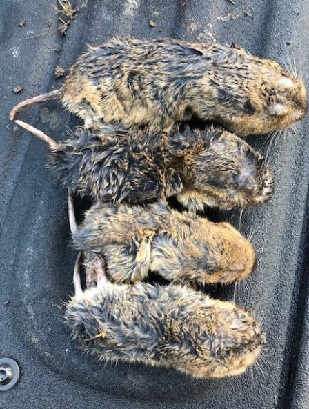 Star Pest And Possum Control work 3