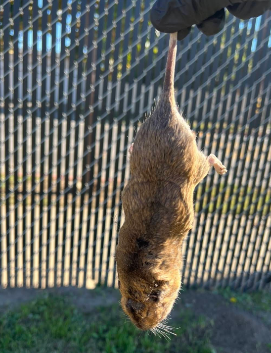 Star Pest And Possum Control work 4