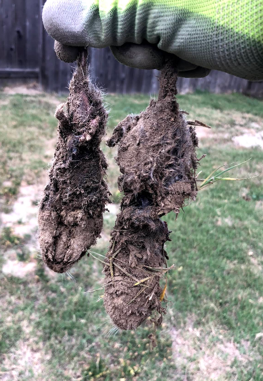 Star Pest And Possum Control project 5
