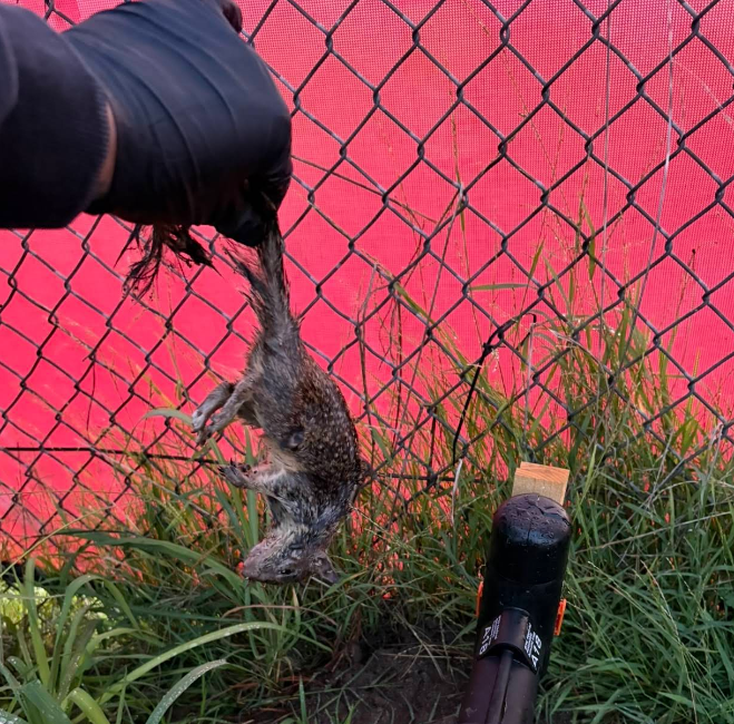 Star Pest And Possum Control project 7